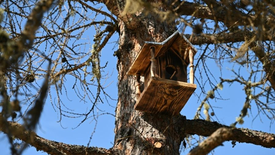 Фото: Елены Шуйской/Центрально-Лесной государственный заповедник