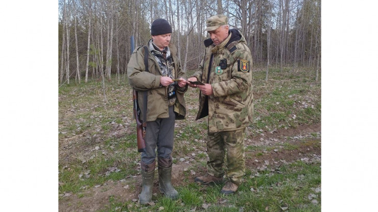 В Тверской области браконьеры убили несколько лосей - новости ТИА