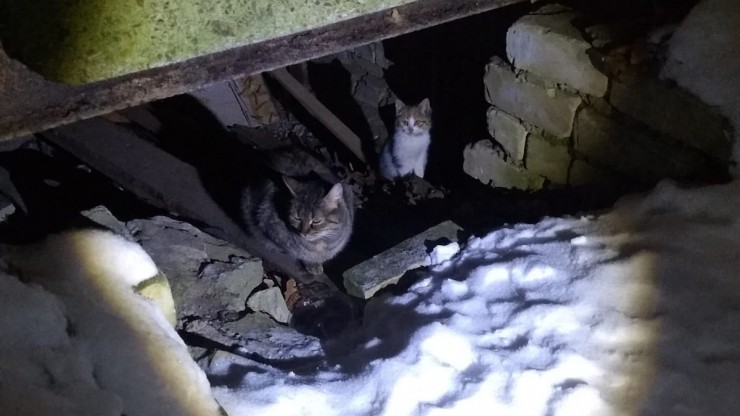 В Твери из подвала спасли маму-кошку с новорожденными котятами - новости ТИА