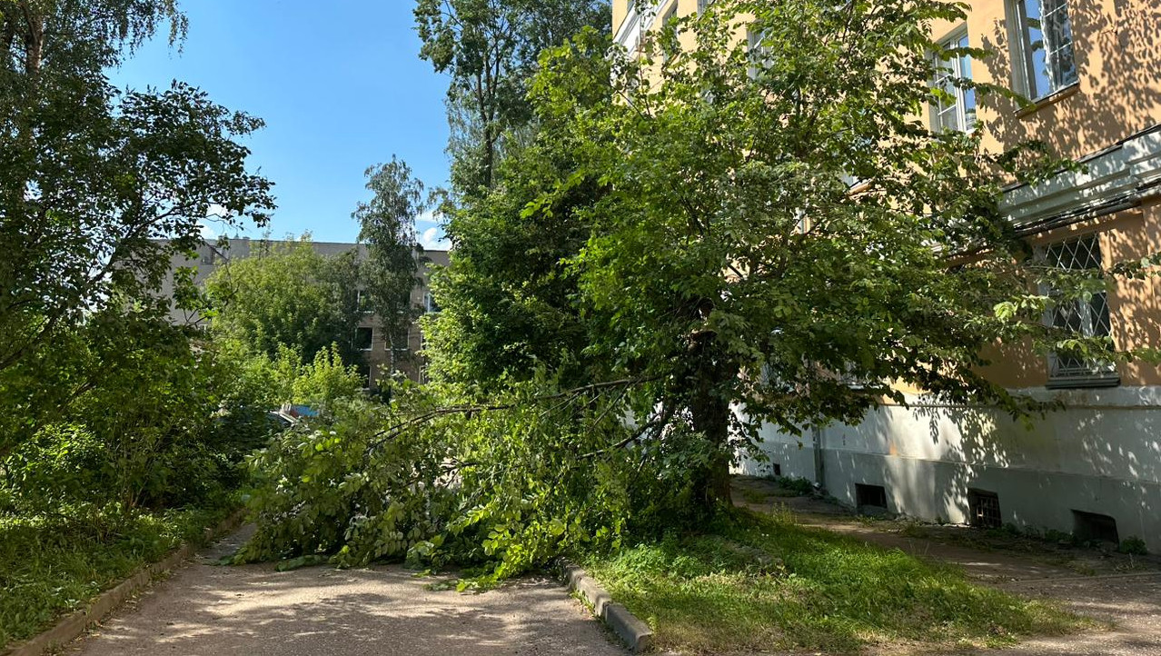 В Твери УК не обрезает тяжелые ветки деревьев, и они падают на тротуары