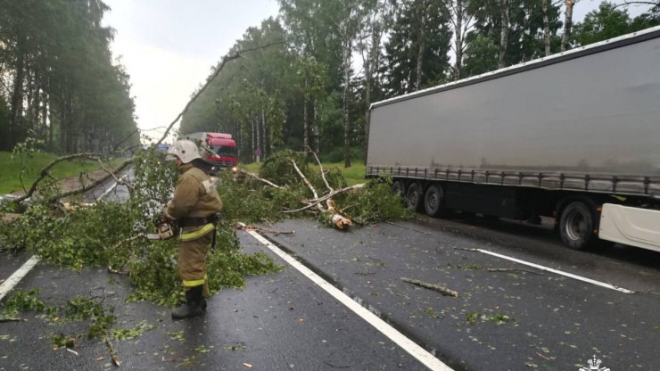 В Тверской области ураган повалил деревья на трассу М-10 - новости ТИА
