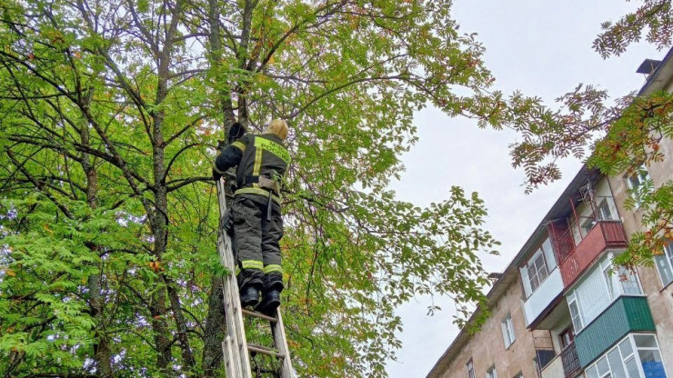 В Нелидове сотрудники МЧС спасли кошку, застрявшую на дереве - новости ТИА