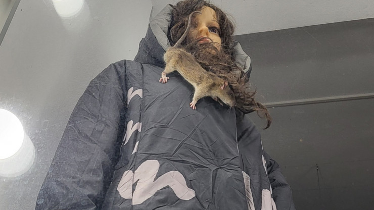 В тверском магазине крыса бегала по манекену в витрине - народные новости ТИА