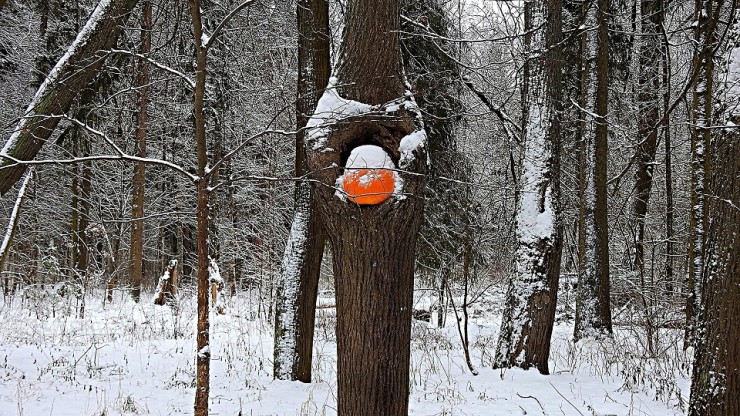 В Твери на деревьях появились тыквы - новости ТИА