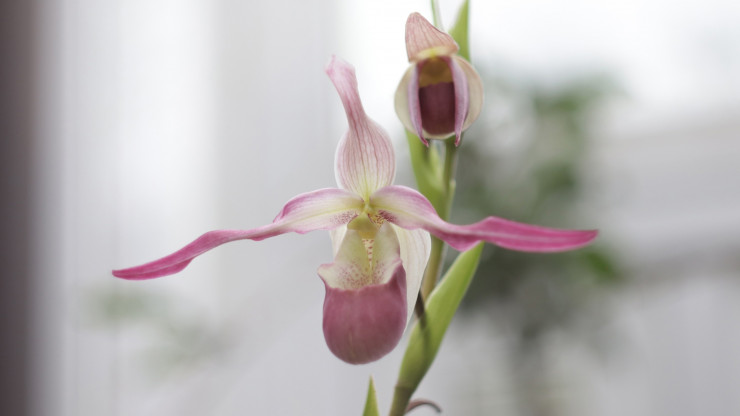 В тверском Ботаническом саду цветет орхидея Фрагмипедиум Седени - новости ТИА