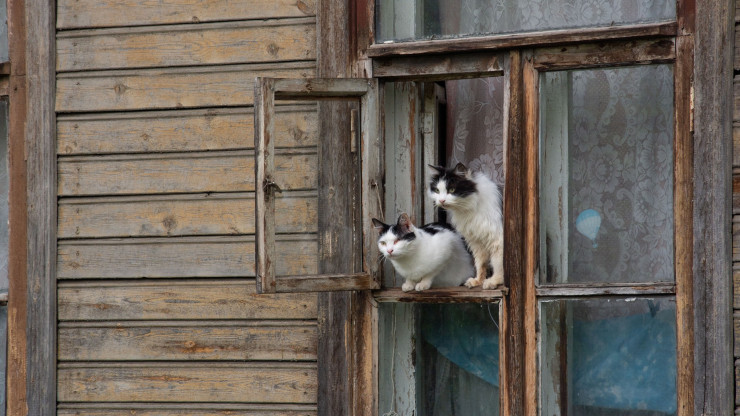 В Твери открывается выставка фотографии  "Мартовский кот" - новости ТИА