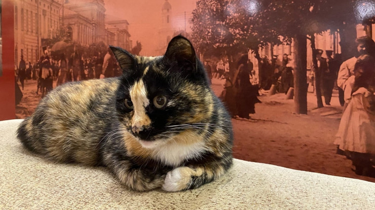 В Музее тверского быта вот уже 15 лет живёт и работает кошка Лиза - новости ТИА