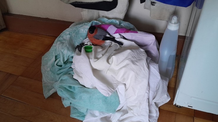 В тверском заповеднике рассказали, чем закончилась операция по спасению снегиря - новости ТИА