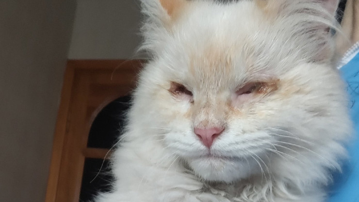 Слепого котёнка с трассы М-10 усиленно лечат и зовут Творожком - новости ТИА