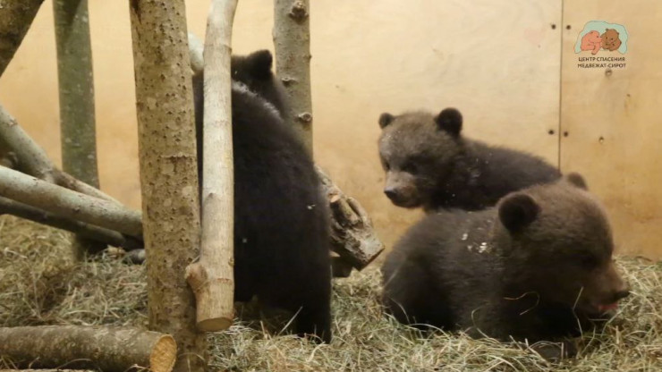Биологи из Тверской области опубликовали новое видео подопечной медвежьей тройни - новости ТИА