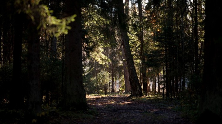 В Тверской области 16 человек пострадали от укусов клещей - новости ТИА