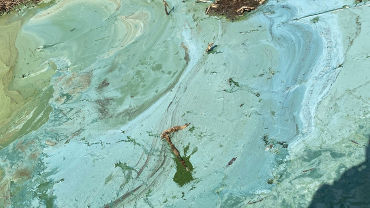 Вышневолоцкое водохранилище окрасилось в неестественные зелёные цвета - новости ТИА