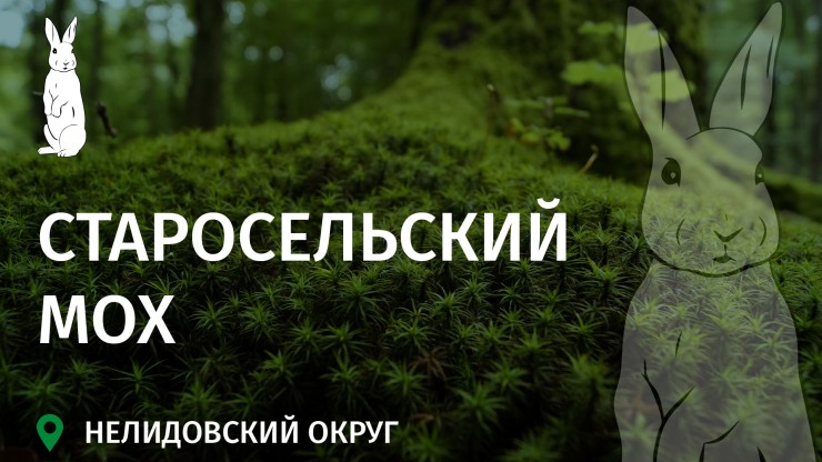 Заповедное Верхневолжье: Старосельский Мох – царство семи болот и редких хищных птиц - новости ТИА