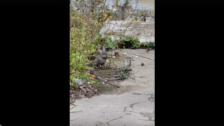 Жители Торжка обнаружили пасущегося на самовыгуле кролика - новости ТИА