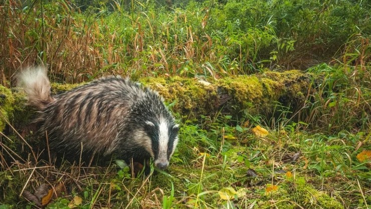 Зверушки в фотоловушке: животные позировали в заповеднике Тверской области - новости ТИА