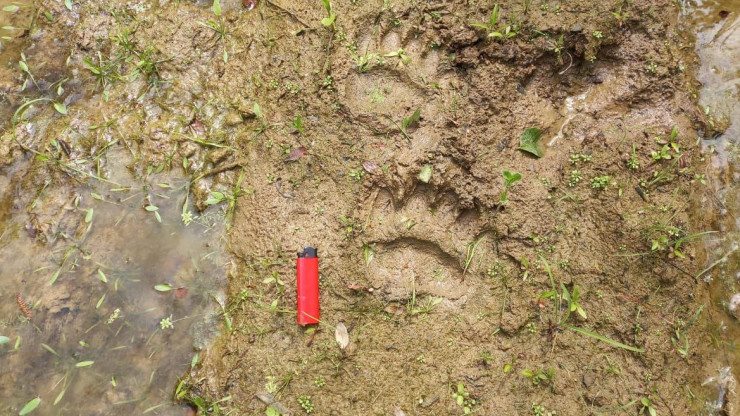 Лесничие обнаружили следы медведицы с детёнышем на границе Тверской области - новости ТИА