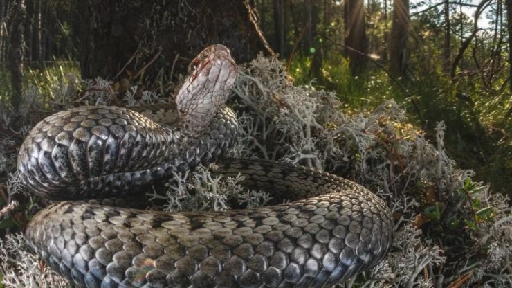 Сотрудники заповедника в Тверской области проводили змей на зимовку - новости ТИА