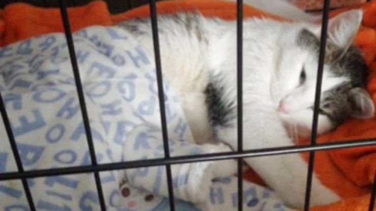 В Тверской области зооволонтёры спасают сбитую машиной кошку Мусю - новости ТИА