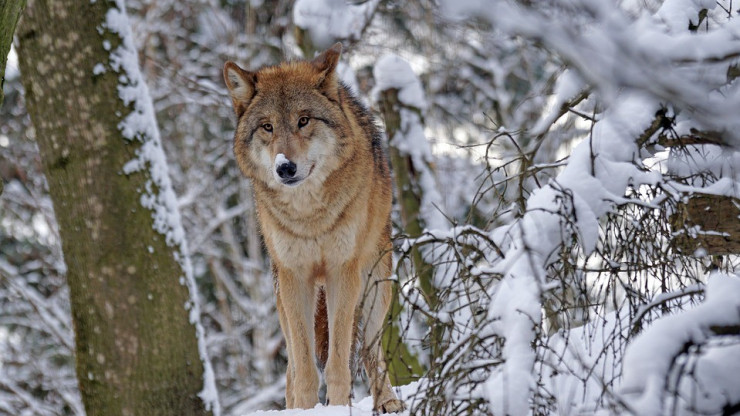 В Тверской области в 2023 году охотники убили 66 волков - новости ТИА