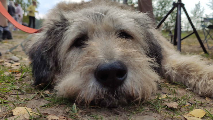 В Тверской области ловят собак без владельцев - новости ТИА