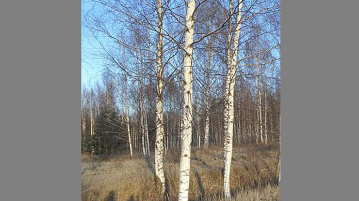 В Тверской области пашня и сенокос заросли высокими деревьями и сорняками - новости ТИА