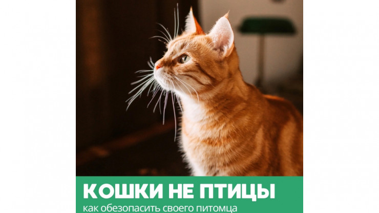 Тверские зоозащитники предупредили об угрозе для кошек из-за открытых окон - новости ТИА