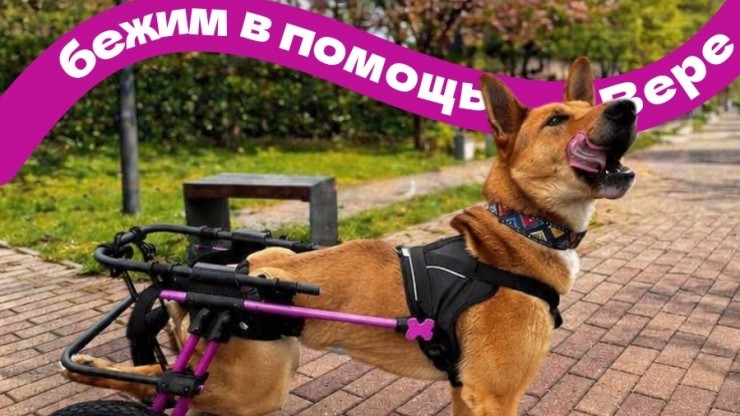 В Твери пройдет благотворительная пробежка в поддержку особенной собаки Веры - новости ТИА