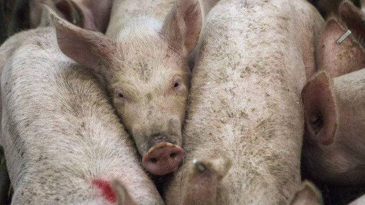 Из Тверской области во Вьетнам отправили 34 тонны свиных субпродуктов - новости ТИА