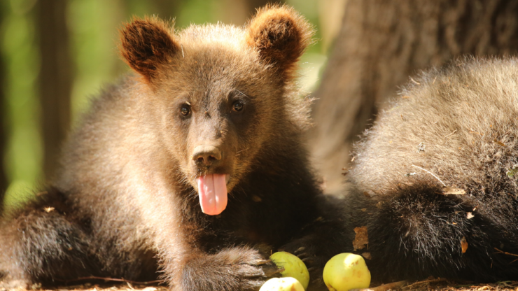В Тверской области медвежата из центра спасения перешли на "яблочную диету" - новости ТИА