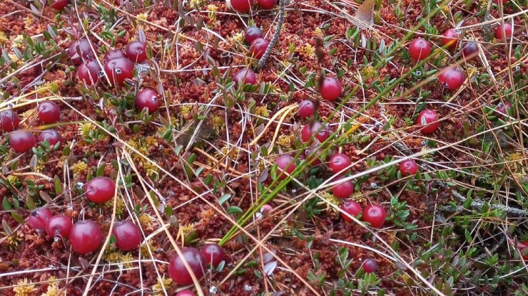 Стало известно, когда можно идти за клюквой в тверской заповедник - новости ТИА