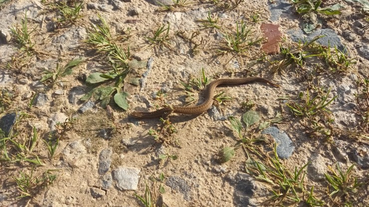 В деревне под Тверью дети на дороге встретили опасную змею - новости ТИА