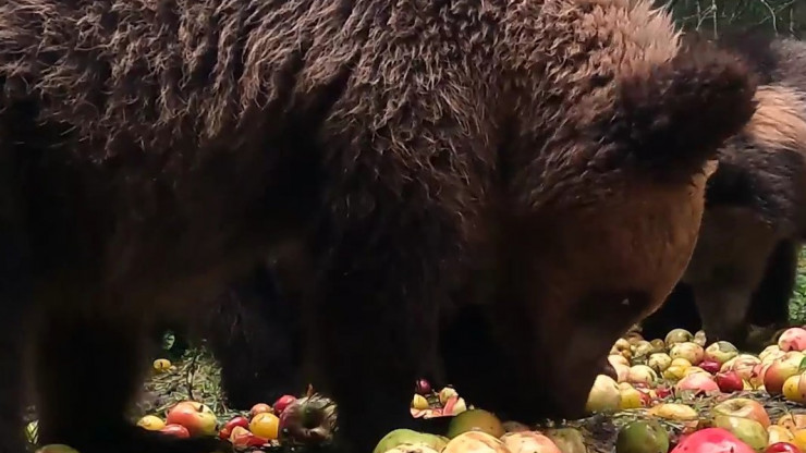 Опубликовано видео, как медвежата в Тверской области лакомятся сливами - новости ТИА
