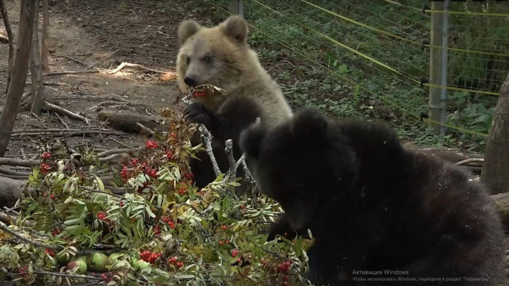 В Центре спасения медвежат-сирот косолапых подопечных кормят ягодами рябины - новости ТИА