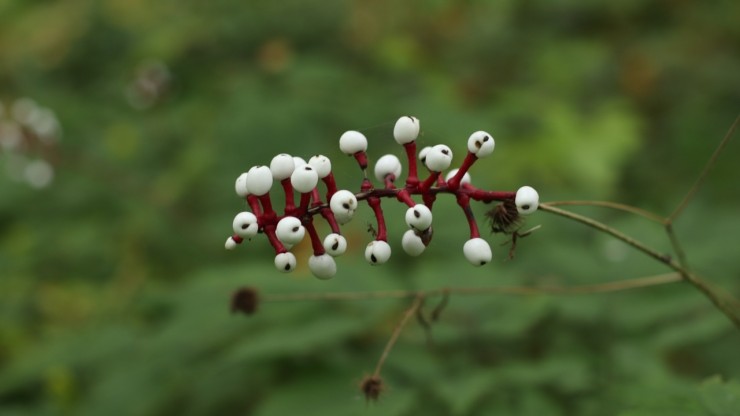 В тверском Ботаническом саду рассказали об опасном растении с "кукольными глазками" - новости ТИА