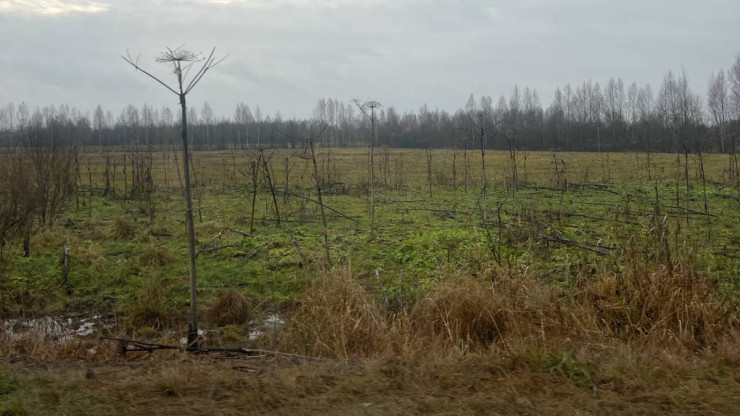 В Тверской области подвели итоги учёта территорий с очагами борщевика - новости ТИА