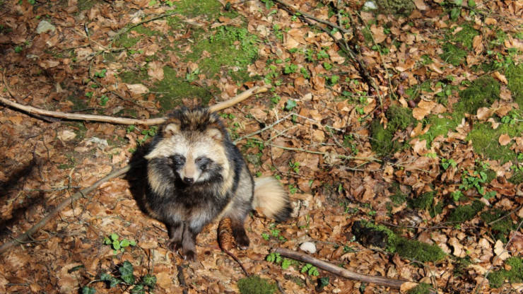В Тверской области вновь нашли бешеных енотовидных собак - новости ТИА