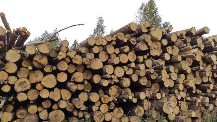 Житель Твери обязан заплатить более 9 млн рублей за незаконную вырубку леса - новости ТИА