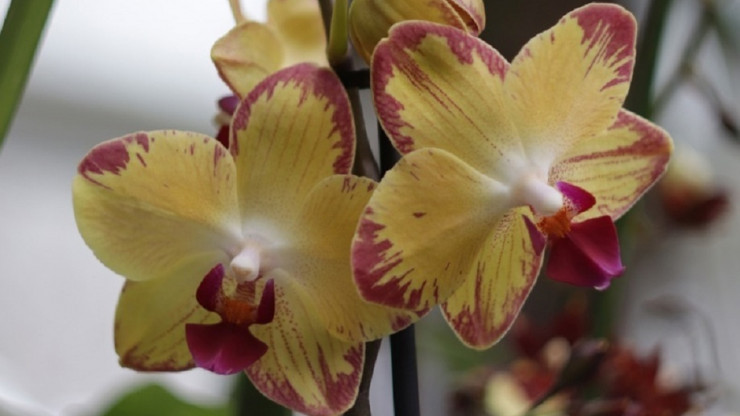 В тверском Ботаническом саду открылась выставка орхидей "Тропический коктейль" - новости ТИА