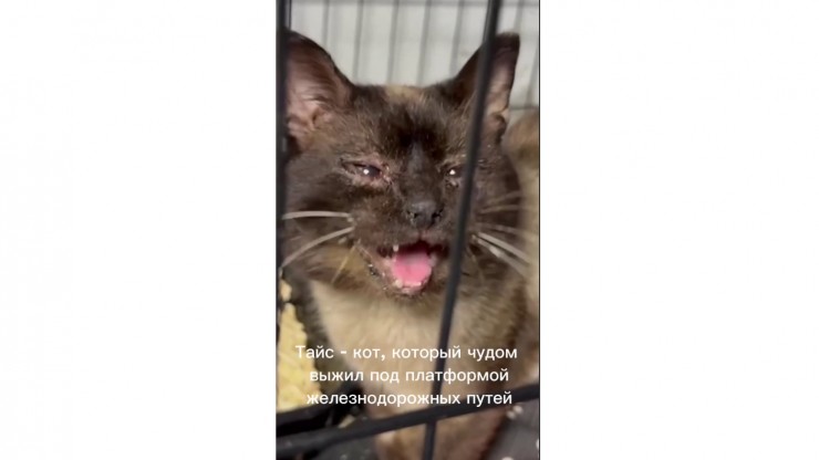 Тверские зооволонтёры просят проверить инцидент с котом на станции Редкино - новости ТИА