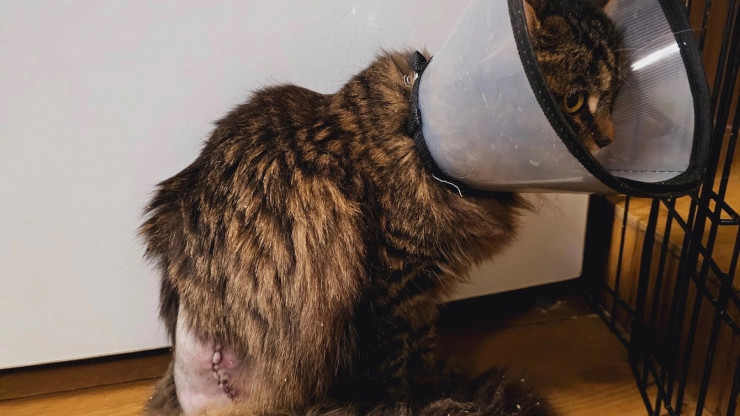 Кошке Амелии с переломом и некрозом лапы с АЗС сделали повторную операцию - новости ТИА