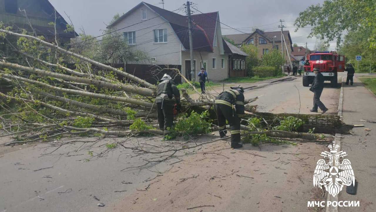 В Твери на проезжую часть улицы Коробкова рухнуло дерево - ТИА