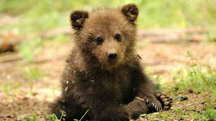 Подопечные Центра спасения медвежат-сирот становятся уже подростками - новости ТИА