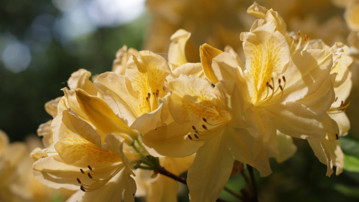 В Ботаническом саду цветёт золотой Рододендрон японский - новости ТИА