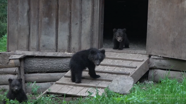 В тверском Центре спасения медвежьей тройне из Сургута дали имена в честь рек - новости ТИА