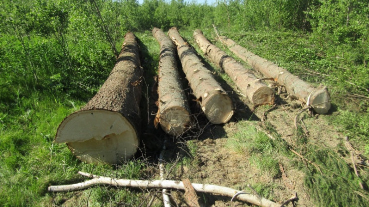 Два жителя Тверской области получили условные сроки за 10 деревьев - новости ТИА