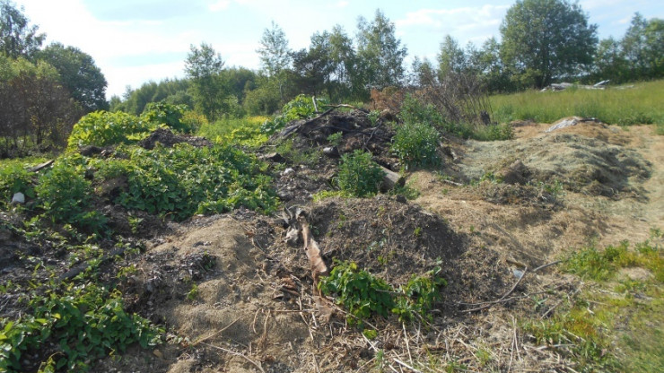 В Тверской области АПК планирует посадить картофель на пашне, где был борщевик - новости ТИА