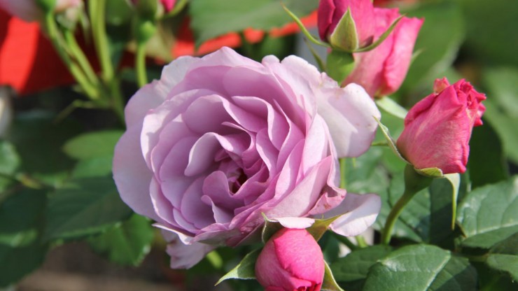 Жительница Тверской области вырастила 100 сортов роз и превратила сад в произведение искусства - новости ТИА