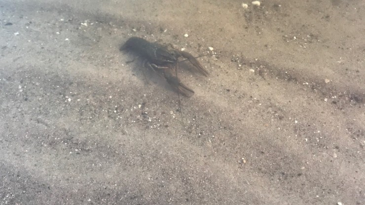 Тверичанка запечатлела в Волге у Городского пляжа неожиданного обитателя - новости ТИА