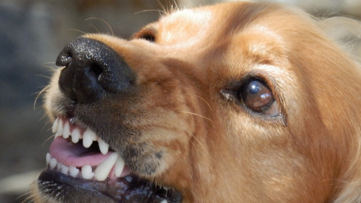 У домашней собаки в Тверской области выявили бешенство - новости ТИА