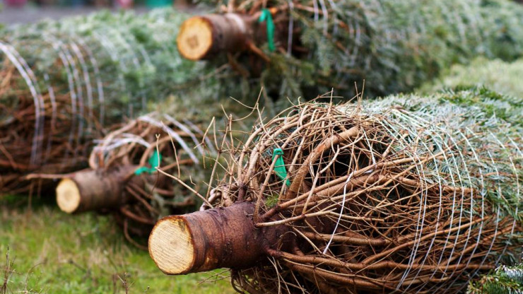 Из Тверской области отправили первую партию рождественских деревьев - новости ТИА